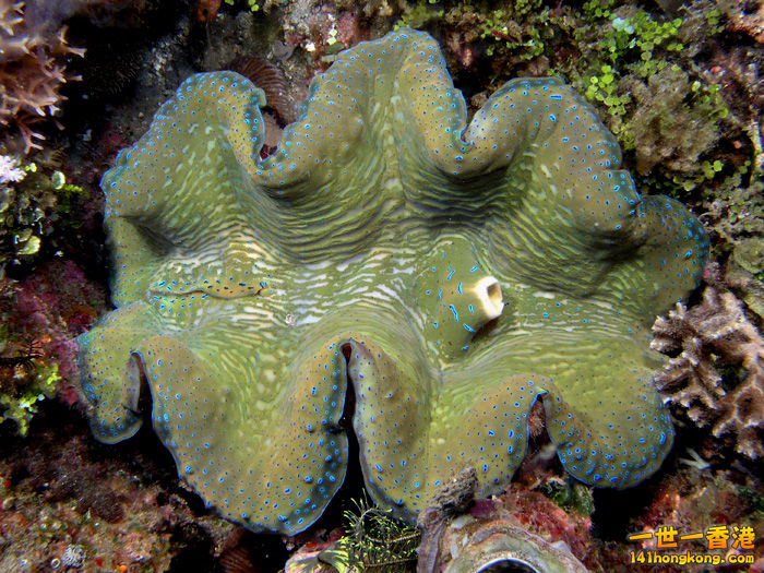 Tridacna_giant_clam.jpg