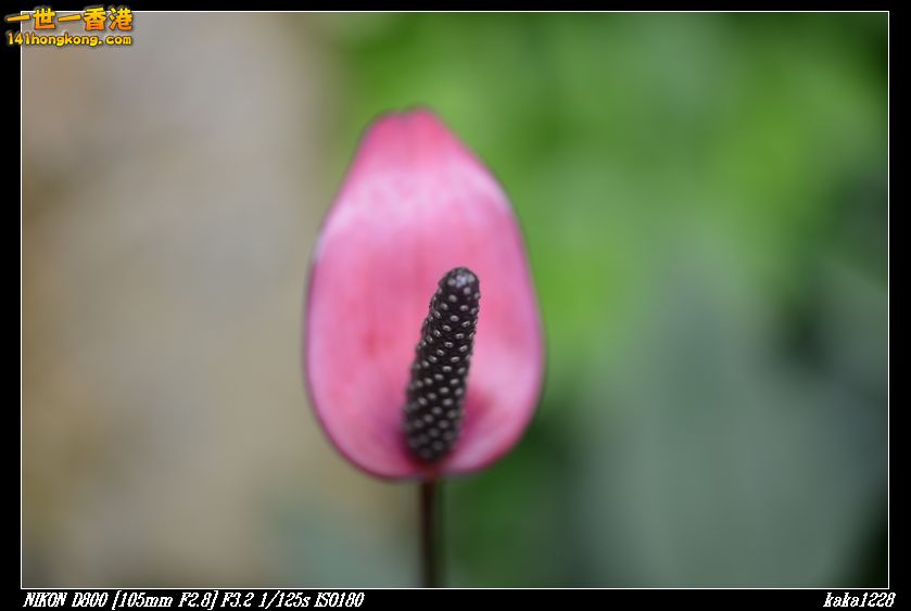 nEO_IMG_DSC_1025.jpg