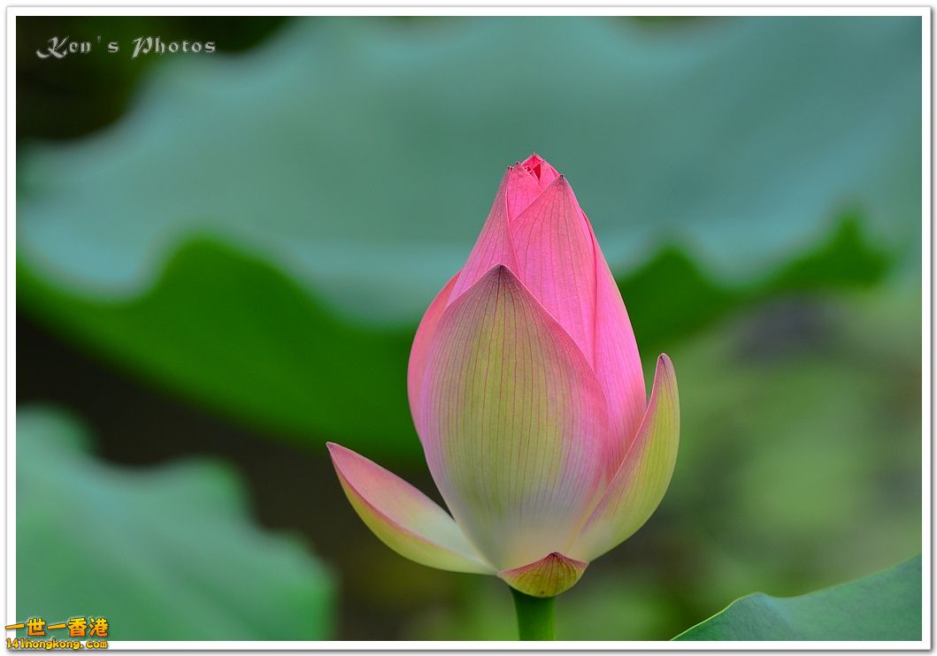 DSC_6381.jpg