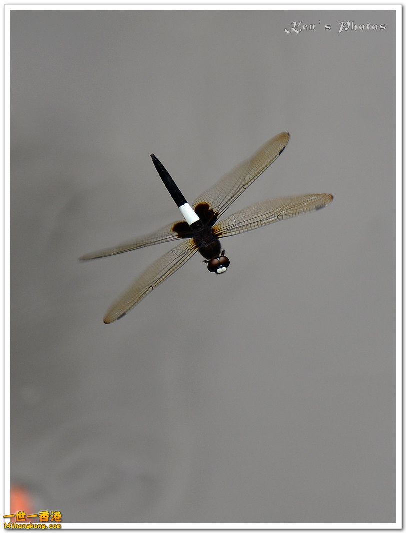 DSC_6386.jpg