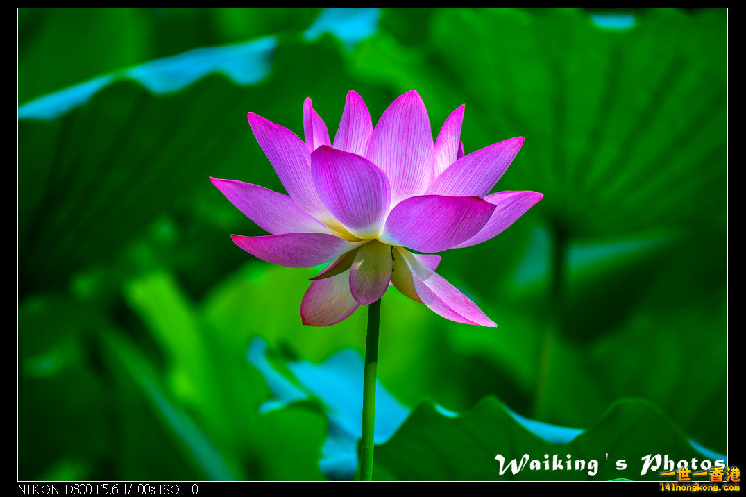 DSC_9595R.jpg