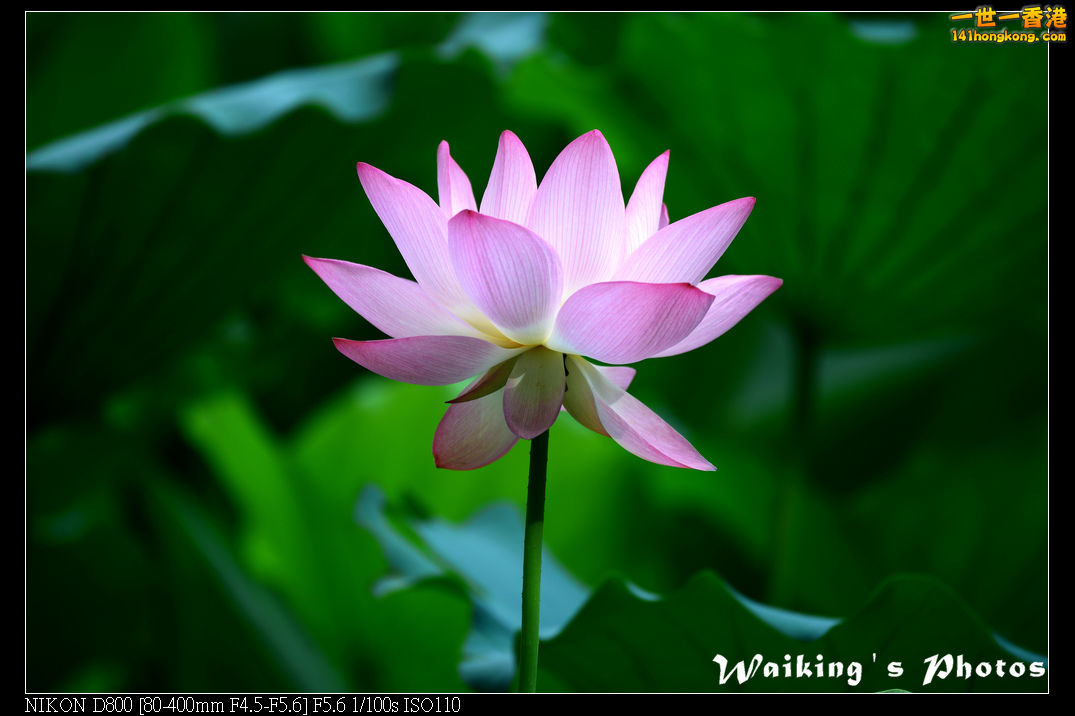 DSC_9595.jpg