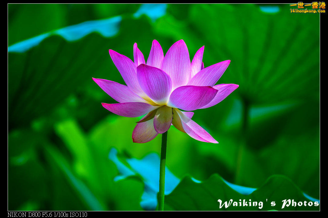 DSC_9595R.jpg