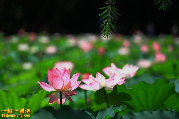 荷花_01.jpg