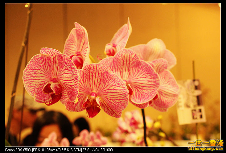 0630p_2878.jpg