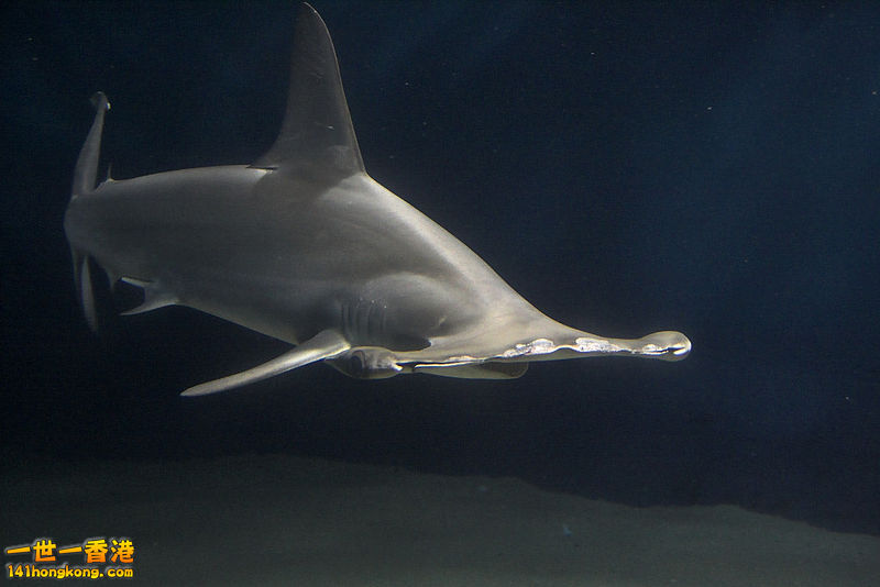800px-Hammerhead_shark.jpg