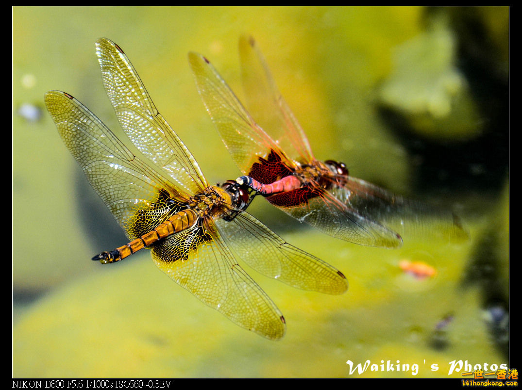 DSC_9712.jpg