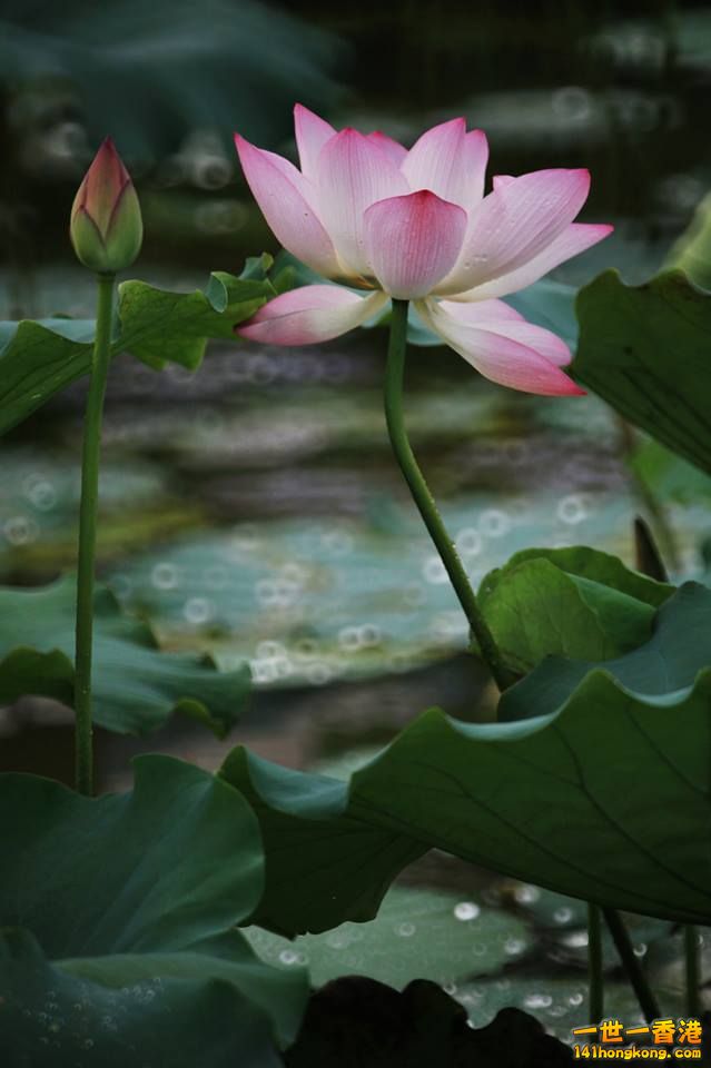荷花_02.jpg