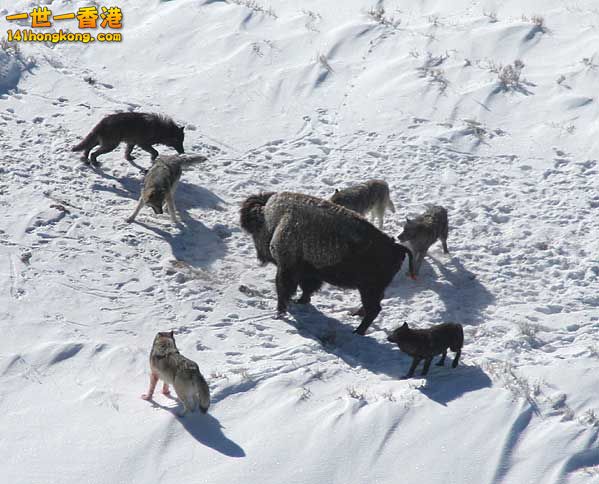 An American bison standing its ground against a wolf pack.jpg
