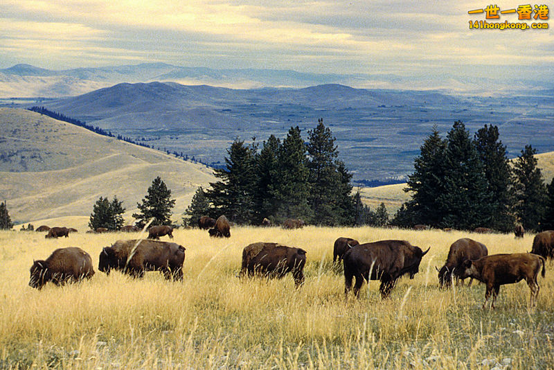 Bison herd grazing.jpg