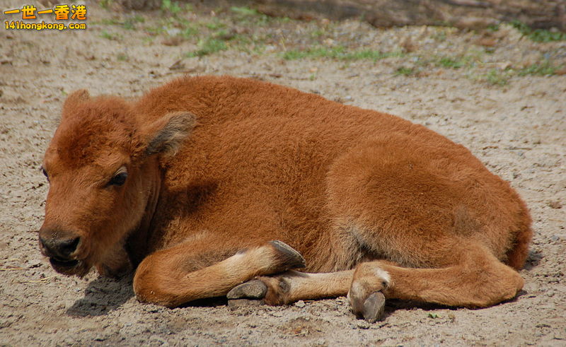 calf.jpg