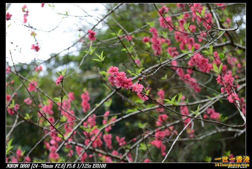 nEO_IMG_DSC_0950.jpg