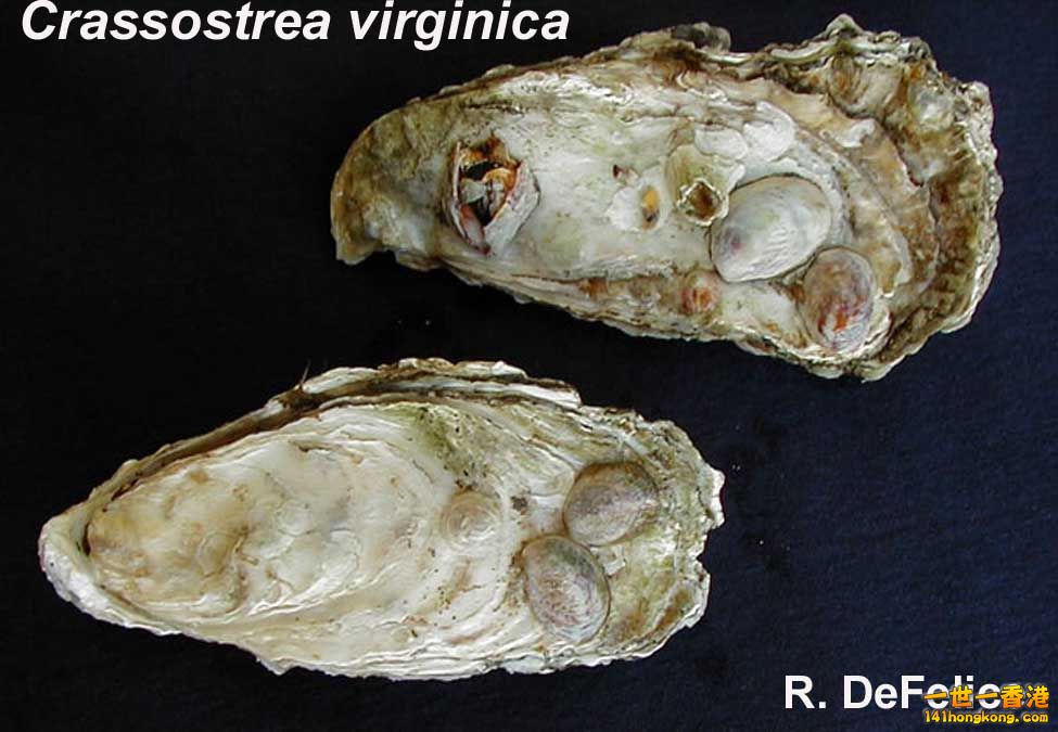 Crassostrea%20virginica.jpg