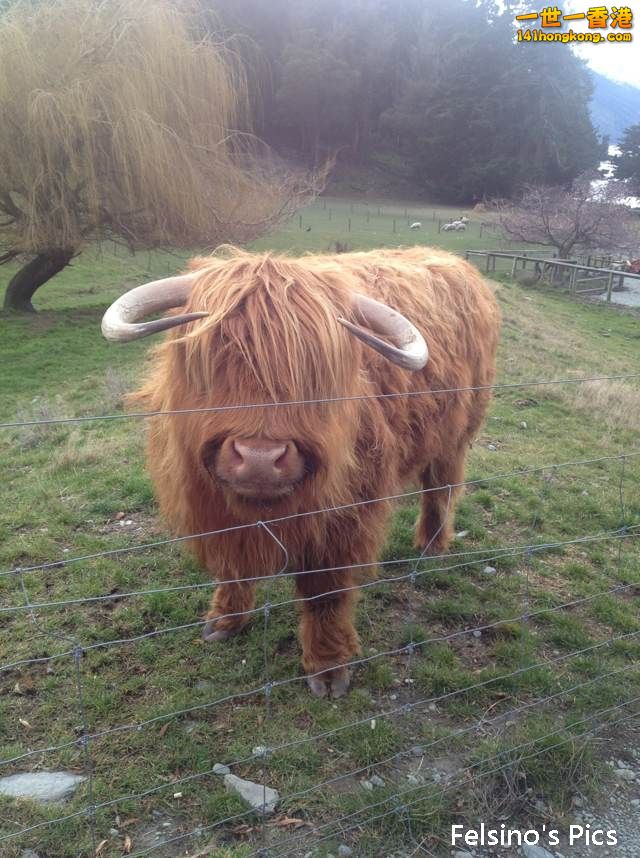 bull.jpg