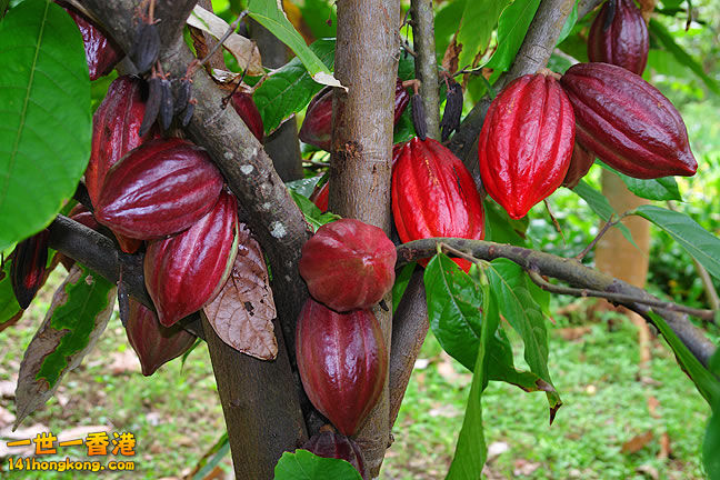 Trinitario-Cocoa.jpg