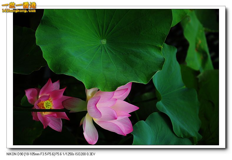 nEO_IMG_DSC_7983.jpg