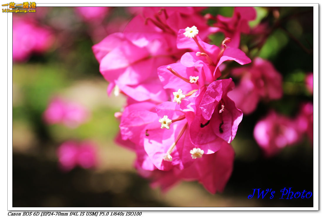 IMG_0525.jpg