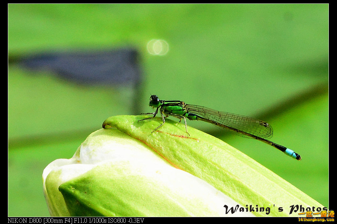 DSC_6516.jpg