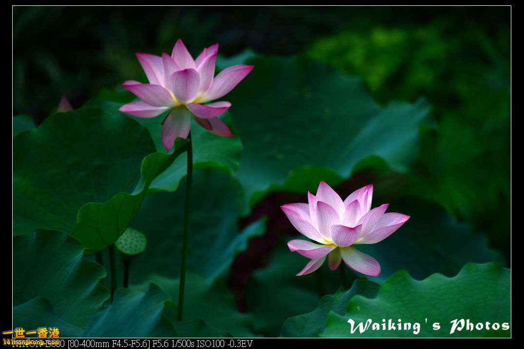 DSC_9622.jpg