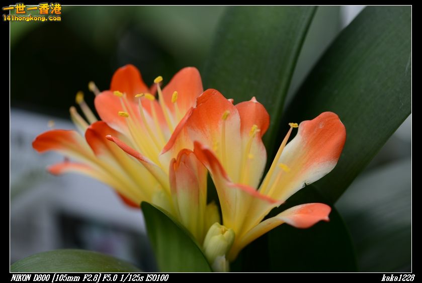 nEO_IMG_DSC_1003.jpg