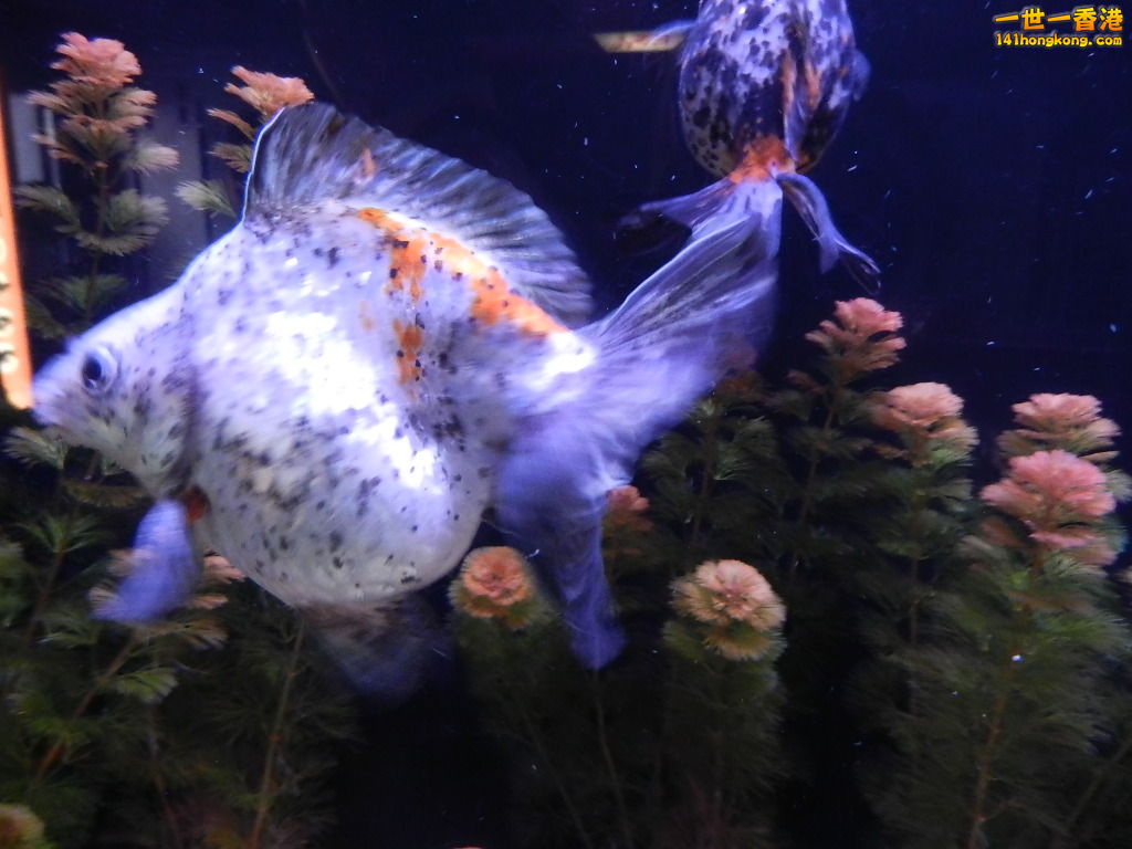 DSCN8572.JPG