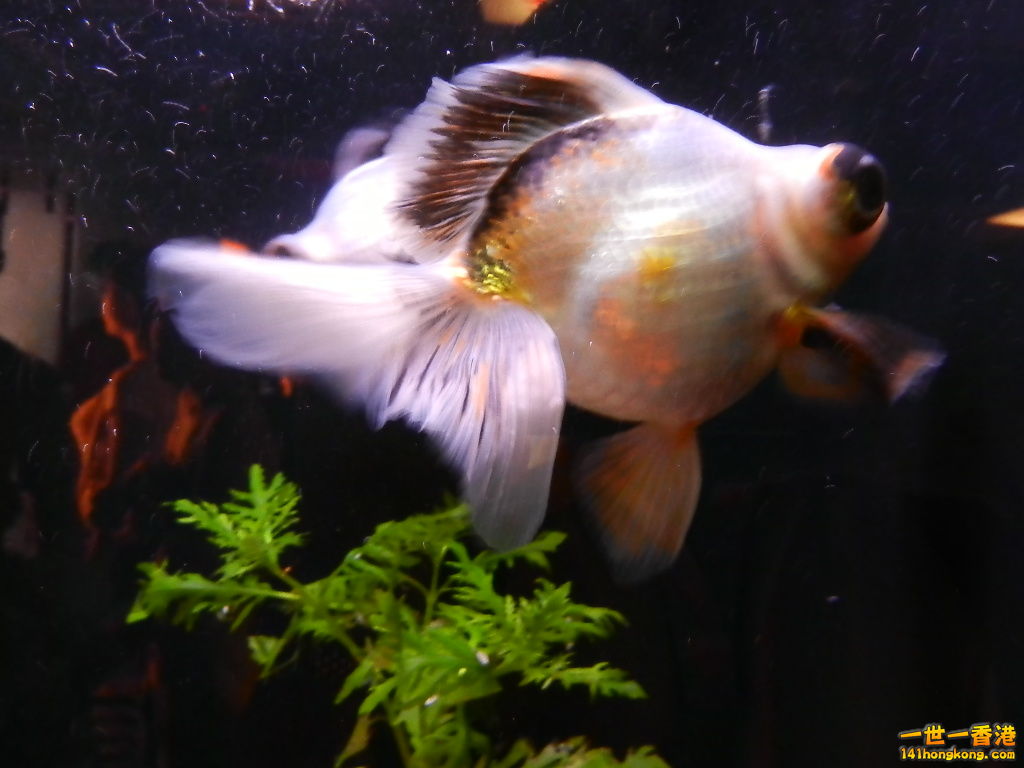 DSCN8574.JPG