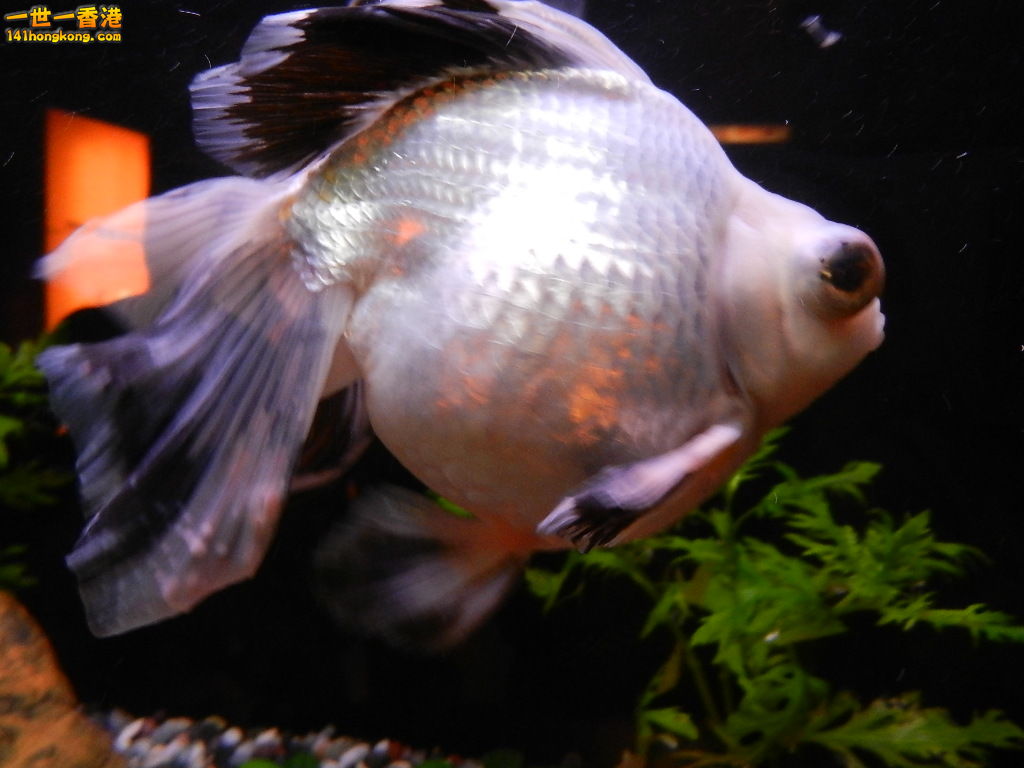 DSCN8575.JPG