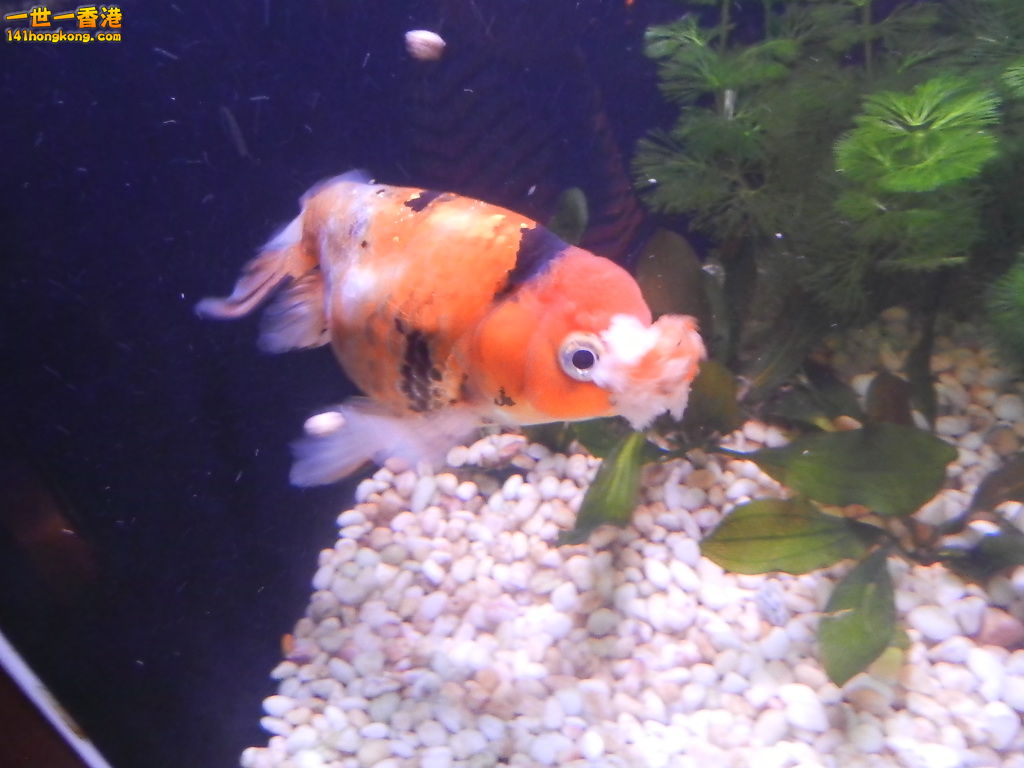 DSCN8584.JPG