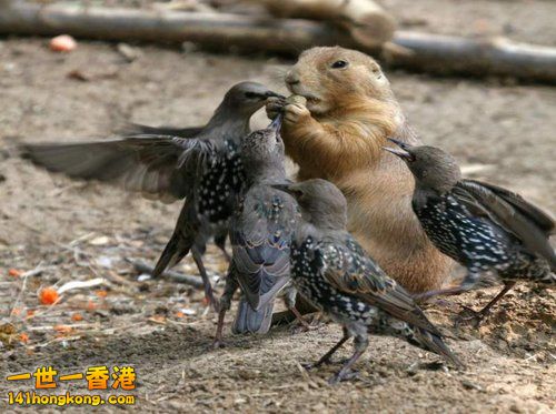 別 怕 ~ 還 有 我！ 31.jpg