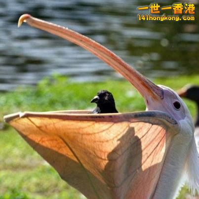 別 怕 ~ 還 有 我！ 44.jpg