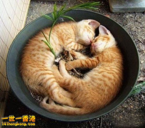 別 怕 ~ 還 有 我！ 47.jpg