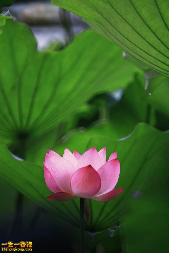 荷花_01.jpg