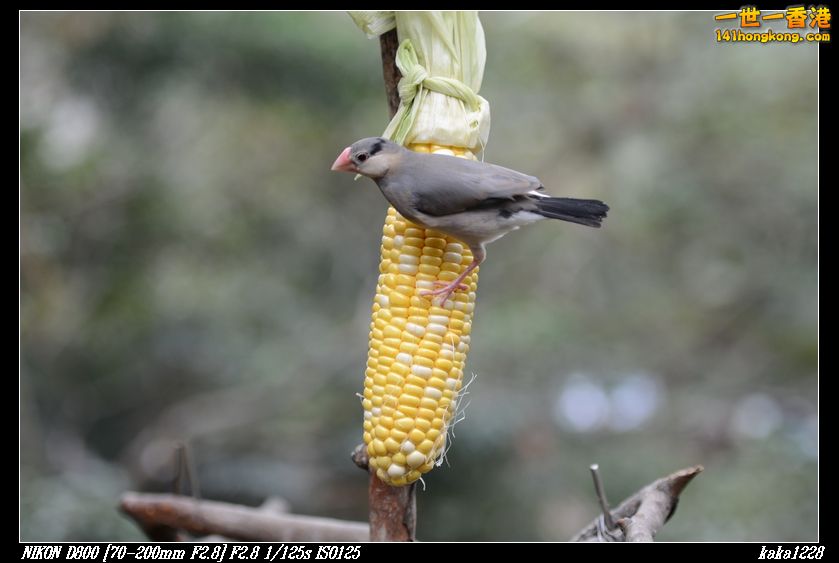 nEO_IMG_DSC_1101.jpg
