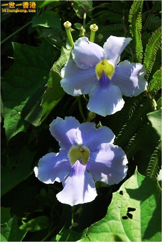 「大鄧伯花」為常綠藤本植物