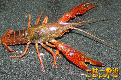 龍蝦.jpg