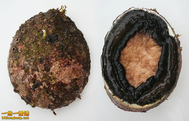 800px-Blacklip_abalone.jpg