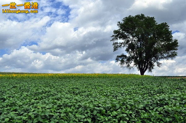 日本北海道哲學之樹