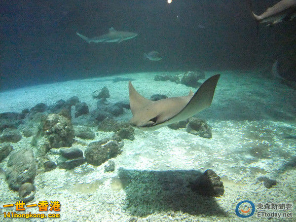 海洋世界內全部魚類都已經歸位