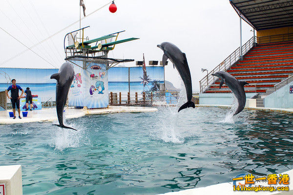 野柳海洋世界的招牌海豚秀