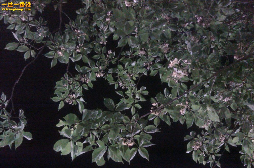 IMAG0135.jpg