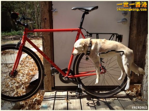 Dog-Bike-Carrier-2.jpg