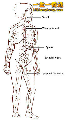 250px-Illu_lymphatic_system.jpg