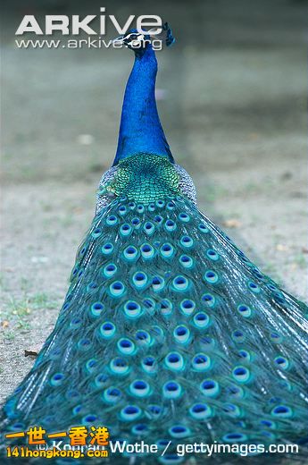 Male-Indian-peafowl-tail-feathers.jpg