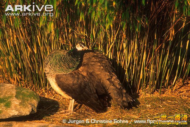 Female-Indian-peafowl-at-dusk.jpg