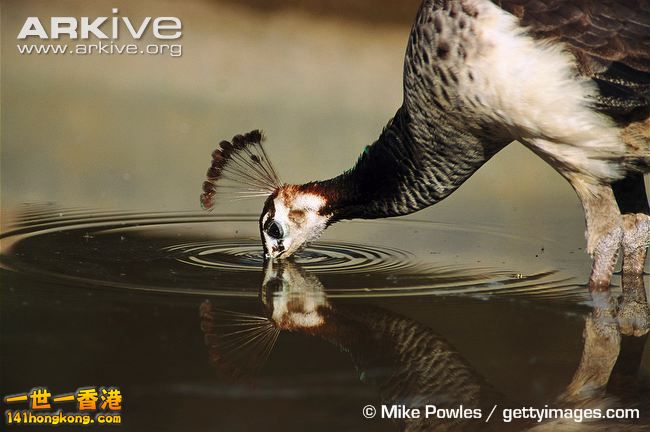 Female-Indian-peafowl-drinking-from-pond-.jpg