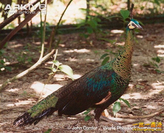 Green-peahen.jpg