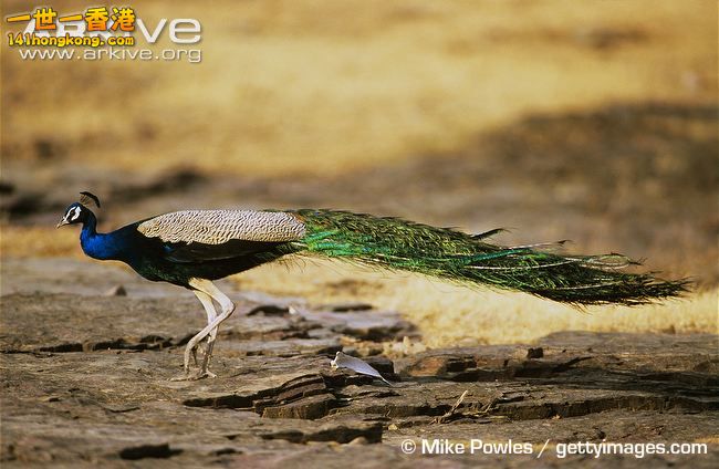 Male-Indian-peafowl-walking.jpg