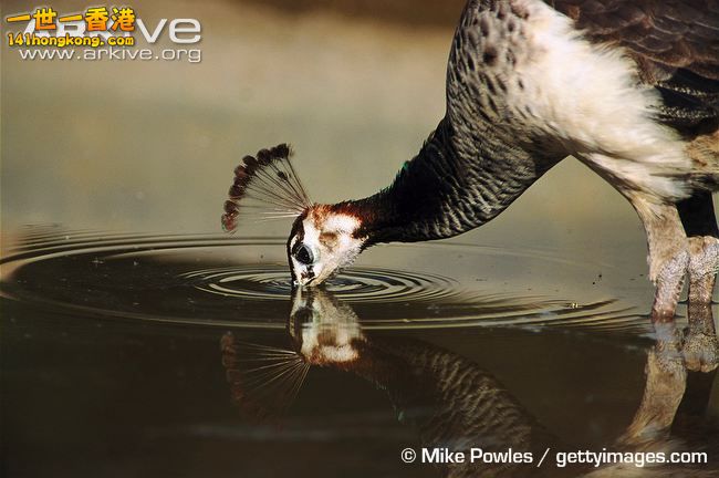 Female-Indian-peafowl-drinking-from-pond-.jpg