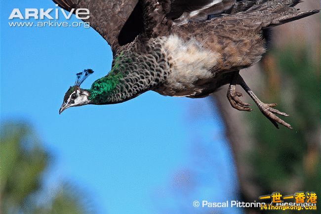 Female-Indian-peafowl-in-flight.jpg