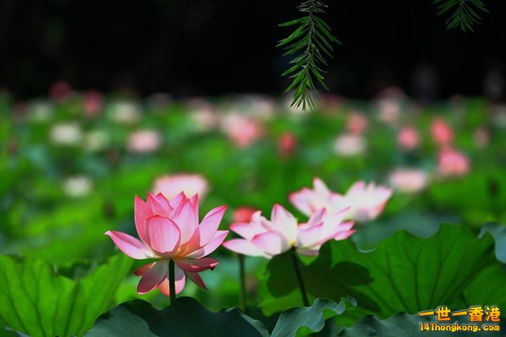 荷花_01.jpg